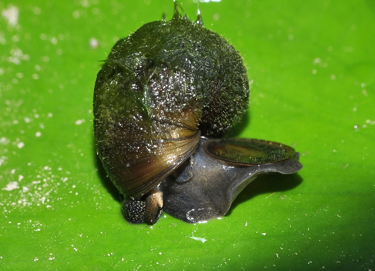 Gasteropode dal Parco della Piana